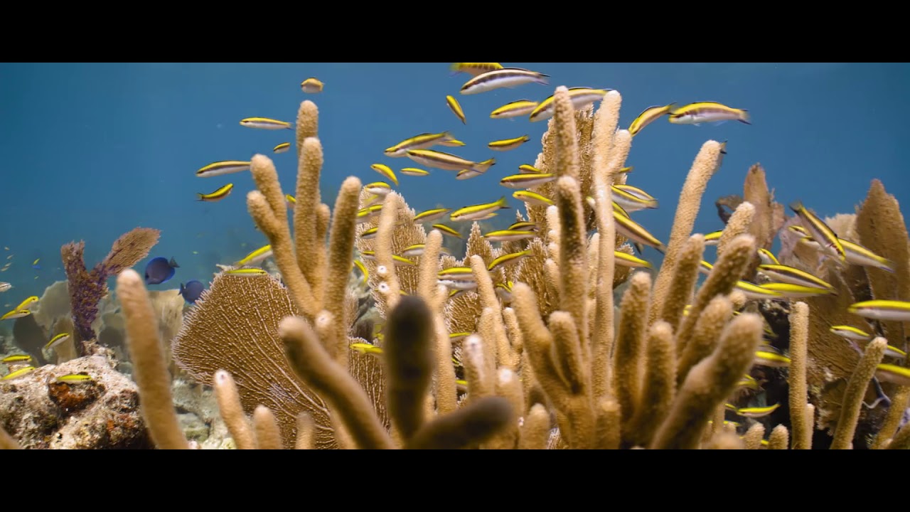 This is Florida's Coral Reef YouTube