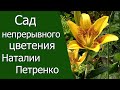 Сад непрерывного цветения Наталии Петренко