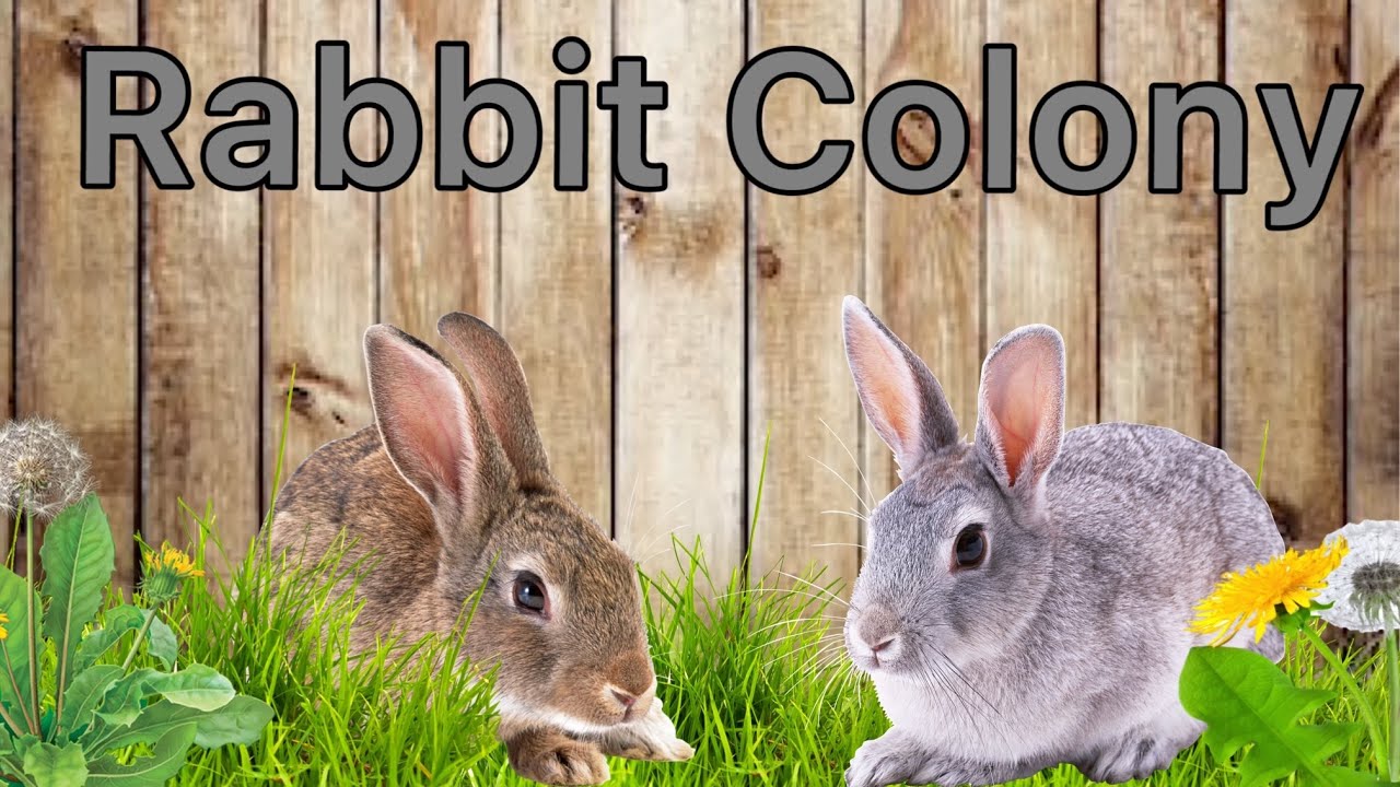 Introducing the Rabbit Colony! YouTube