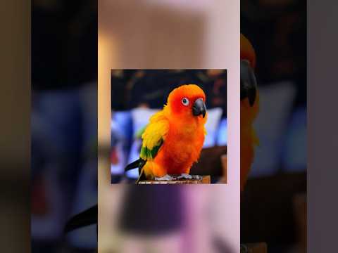 ببغاء الكنيور واسعاره