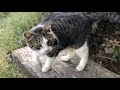 全身で甘えて来る猫ちゃんの勢いが凄い
