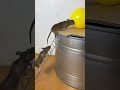 Shocking! Plastic balls became trap, mice had no escape #micecontrol #pesttrap #DIY