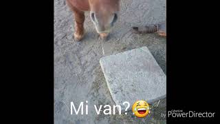 Lovas bakik/vicces pillanatok