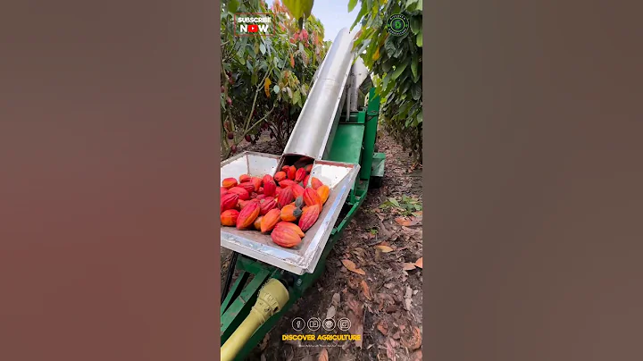 Harvesting & Processing Cocoa at the Same time..!
