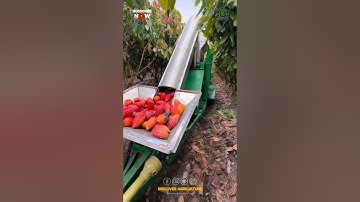 Harvesting & Processing Cocoa at the Same time..!