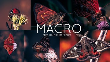 Free Lightroom Preset | Macro Preset | Free Dng File Download | Mobile Lightroom Presets