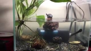 Turtles, Mud turtles by M. Gonzalez 43 views 7 years ago 1 minute, 1 second