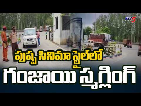 పుష్ప సినిమా స్టైల్‌లో స్మగ్లింగ్ | Smugglers Caught With Rs 3 Cr Ganja In Bhadradri | TV5 News - TV5NEWS