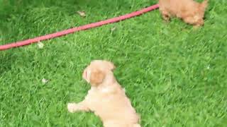 Cockapoo Puppies For Sale