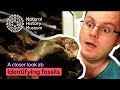 Dinosaur Fossils Identification Quiz
