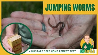 Jumping Worms | Rare, Snake-Like Turf Pest & Damage | Turf Tips with Dr. Brad