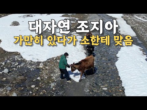 [#45] 대자연 조지아 탐험 중 소한테 한 대 맞고 휴양도시에 3개월 갇힌 이야기 (조지아 🇬🇪)