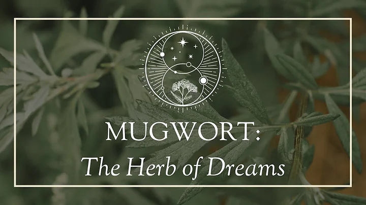 Mugwort: The Herb Of Dreams