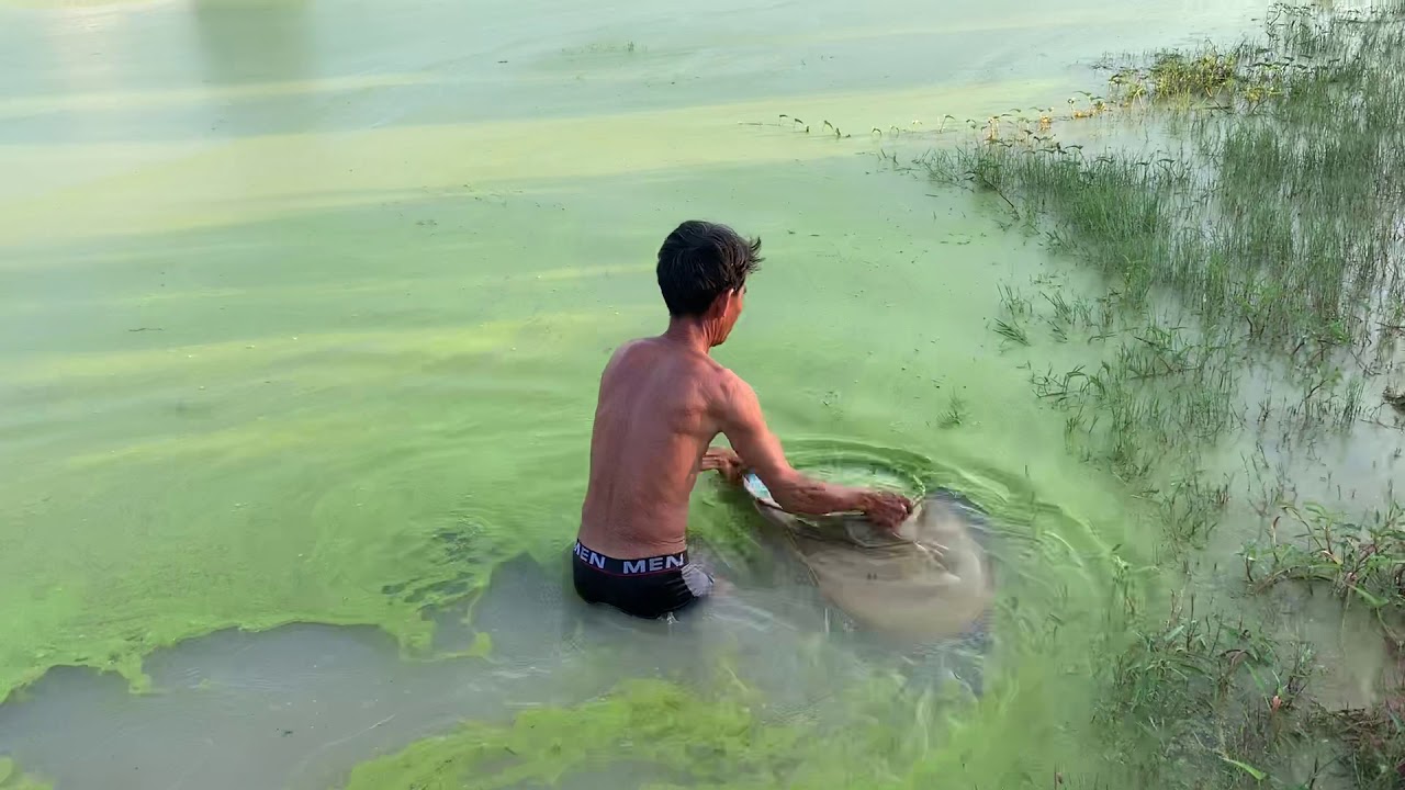 วิธีการเอาหมากไข่ผำ พ่อสาย บ้านสะอาดเจริญ