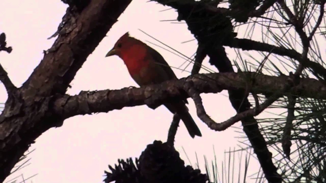 Young Male Summer Tanager Calling
