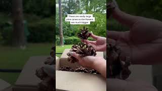 Pinecone Flowers Craft Fun Packing Order Delight