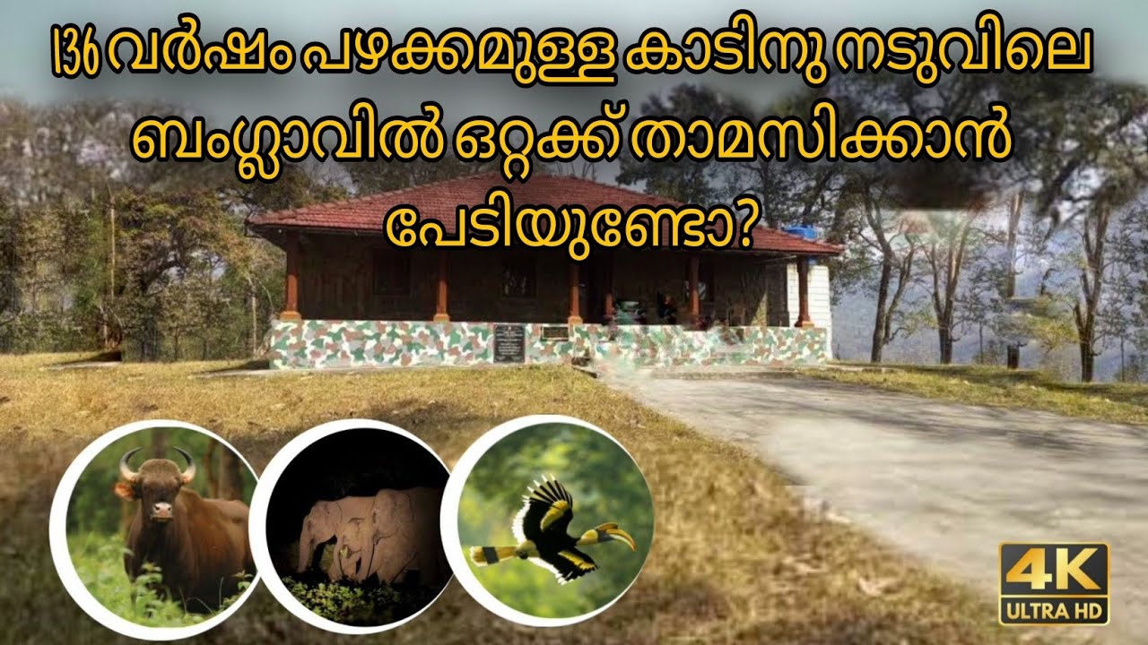 Forest stay in Anamala Tiger Reserve | Mount Stuart bungalow | Close ...