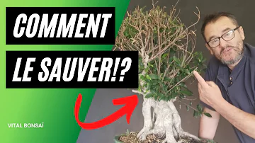 Comment sauver un bonsaï qui perd ses feuilles ?