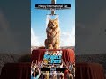 When Your Cat Rules Your Entire Life 👑 #CatSupremacy #FunnyVideo