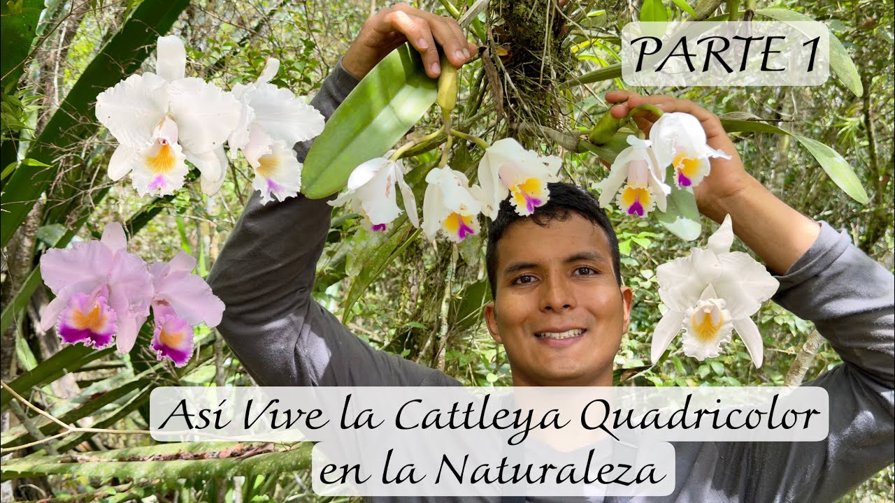 Encontré ORQUIDEAS cattleyas NATIVAS en BOSQUE Colombiano - PARTE 1
