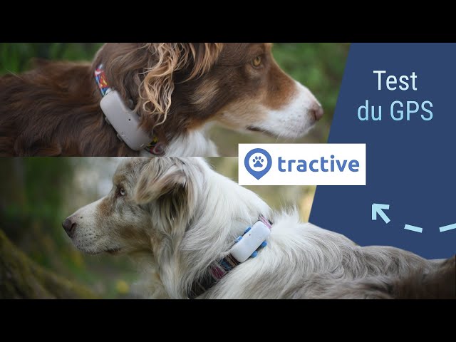 1 avis sur Tractive Traceur GPS chien - collier gps pour chien