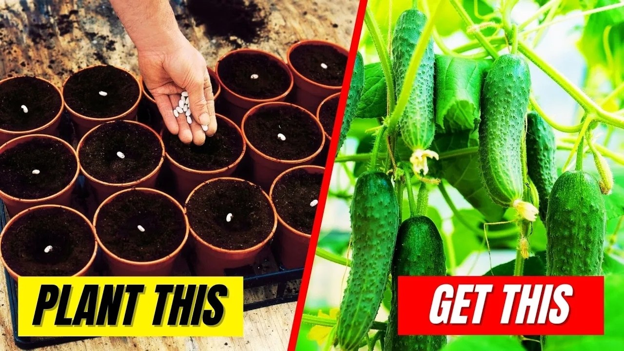 You Won’t Believe How Easy It Is to Grow Cucumbers from Seeds