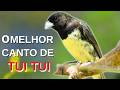 O MELHOR CANTO DE PAPA-CAPIM TUI TUI ZEL ZEL POR 10 HORAS