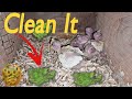 Why Should We Clean Our Birds Breeding Boxes