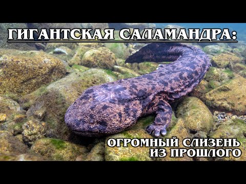 JAPANESE GIANT SALAMANDER: the world&rsquo;s largest amphibian