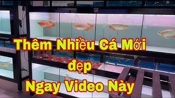 Tuyển Nhiều Cá Đẹp Tại Video Này | Cá Rồng Truyền Trần 🥰