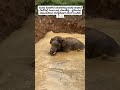ನೀರು ಕುಡಿಯೋಕೆ ಬಂದ ಆನೆ ಪರಿಸ್ತಿತಿ ನೋಡಿ 😒🙏🏼 #elephant #shortsviral #shortvideos #shorts #viralpost #zoo
