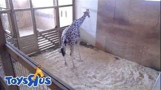 Live: Animal Adventure Park Giraffe Cam - April The Giraffe Giving Birth Today Live Stream 24\/7