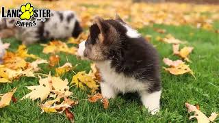 Beautiful Welsh Corgi Puppies
