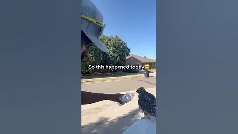 Crazy experience!! Happy to help 😭 call me the Hawk Whisperer #animals #birds #hawk #nature #hawks