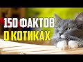 150 ИНТЕРЕСНЫХ ФАКТОВ О КОТИКАХ