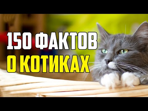 Видео: 150 ИНТЕРЕСНЫХ ФАКТОВ О КОТИКАХ