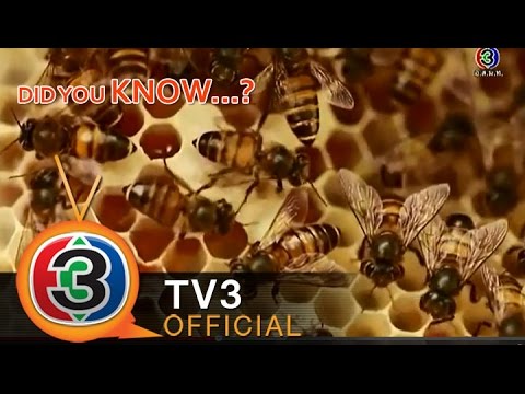 วีดีโอ: โครงสร้างรังผึ้ง
