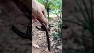 HORROR! Red Millipede - short video #snailhunter