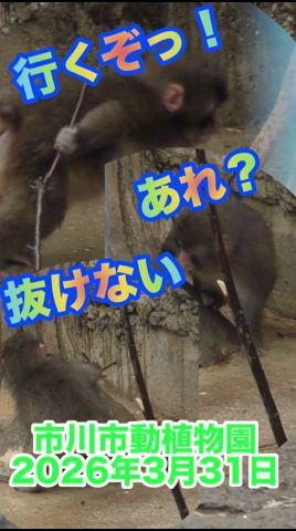 がんばれ!パンチくん【2026年3月31日】 #がんばれパンチ #市川市動植物園 #animals #ニホンザル #オランママ # #punch #animalshorts #shorts