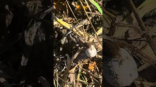 Wolf Spider Transport Rule: NEVER put it down