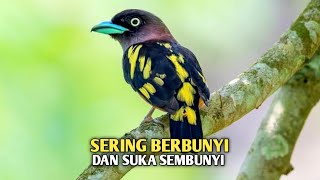 Mengenal burung sempur hujan rimba burung dengan suara khas yang lantang