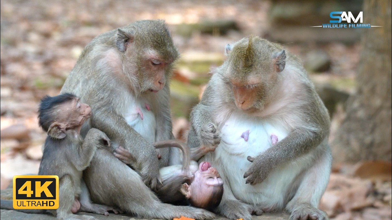 Let Her Rest: NANDA Disturbs Sweet BESSIE's Feeding Slumber