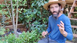 כרפס הנחלים - עלים למאכל שאתם כנראה לא מכירים