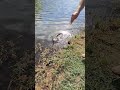 Snake Tried Eating My Fish! #snake #reptiles #fishing