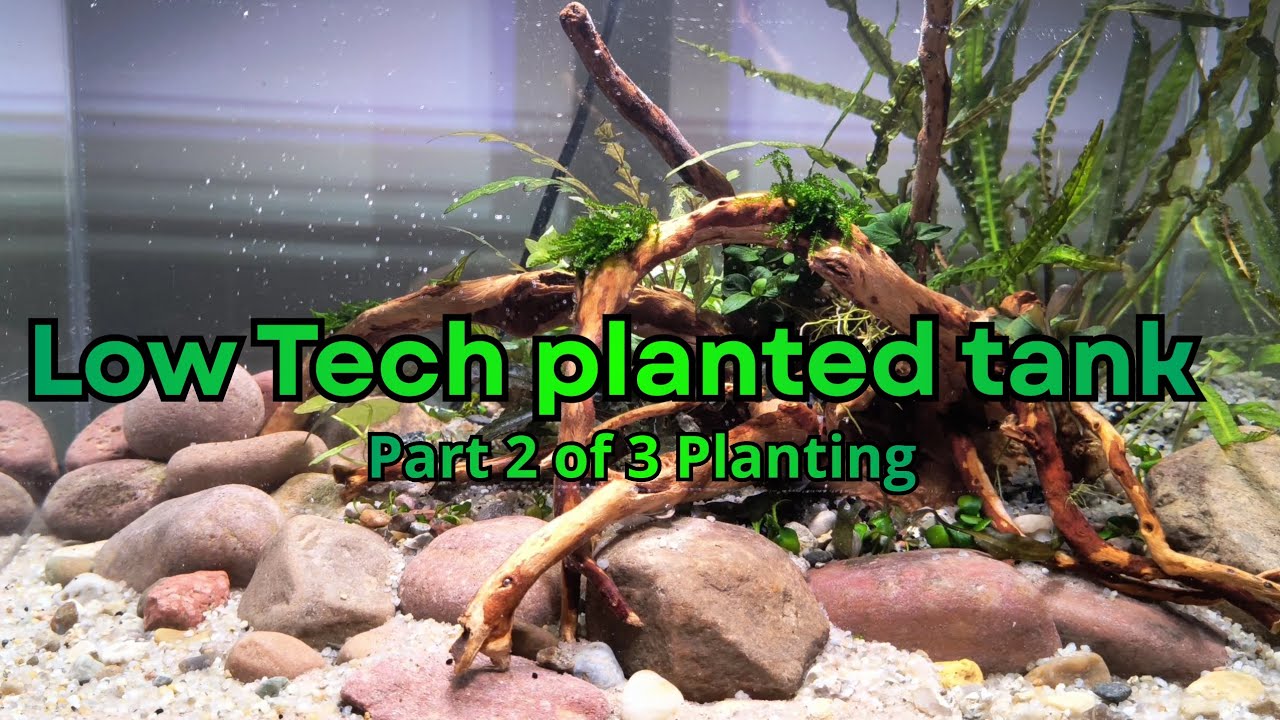 Low tech planted tank. Freshwater nano aquarium planting tutorial. Without Co2.
