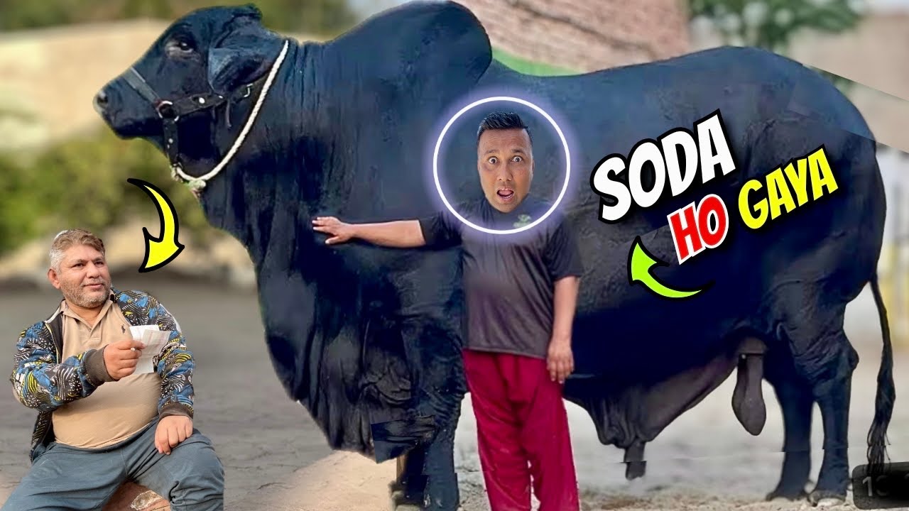 Punjab GAME OVER 😱🐂 | Farhan Boss Ne Nikal Di Aaj Tak Ki SAB SE BARI Bulls Deal | Dalfa King 2026 👑🔥