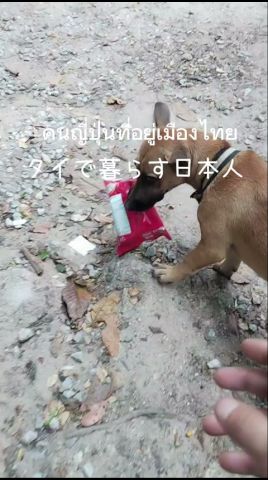 チビ太よ!何處から持ってきた?タイ タオ島