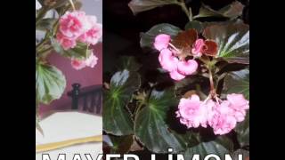 Li̇mon Fi̇desi̇ Karadeni̇z Yedi̇veren