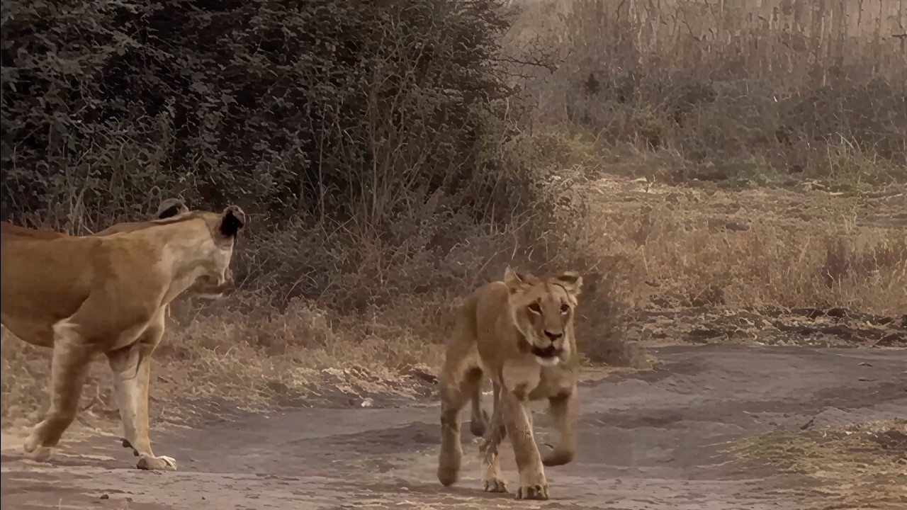 Lion pride running like they've seen a ghost