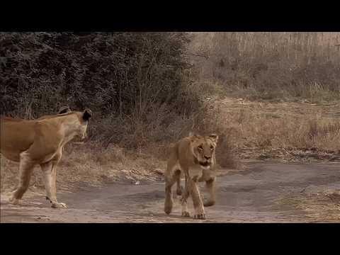 Lion pride running like they've seen a ghost
